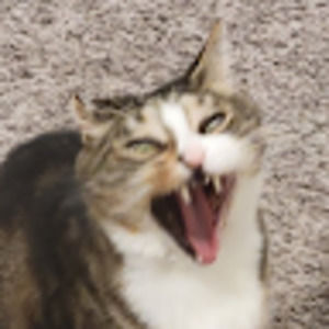 Meet your Posher, Lila